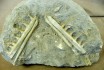 Mosasaur Jaw Double