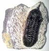Morocanites Trilobite 3