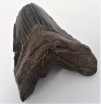 Megalodon Tooth 12