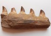 Mosasaur Teeth