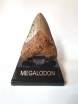 Megalodon Teeth Stands