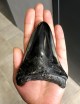 Megalodon Tooth 28