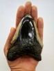 Megalodon Tooth 29