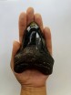 Megalodon Tooth 30