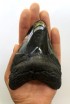 Megalodon Tooth 31