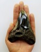Megalodon Tooth 32