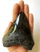 Megalodon Tooth 35