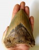 Megalodon Tooth 36