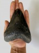 Megalodon Tooth 37