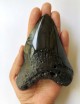 Megalodon Tooth 41