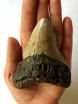Megalodon Tooth 45
