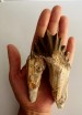  Basilosaurus Teeth 51