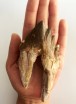 Basilosaurus Teeth 55