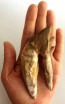 Basilosaurus Teeth 58