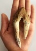  Basilosaurus teeth 60