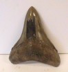 Megalodon tooth 9cms