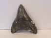 Megalodon Tooth 11 cms long