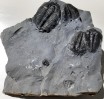 Elrathia Trilobites 102