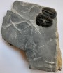 Elrathia Trilobites 104
