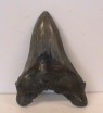 Megalodon tooth 13cms long