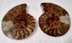 Split Cleoniceras Ammonite 111