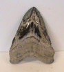 Megalodon Tooth 14 cms