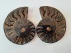 Split Cleoniceras Ammonite 77