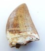 A Carcharodontosaurus tooth