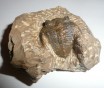 Zlichovaspis Trilobite 4