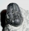 Gerastos trilobite