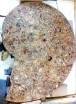 Madagascan ammonite 3
