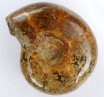 Polished Perisphinctes ammonite 9