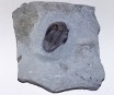 Metacanthus Trilobite 28