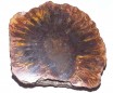 Fossil Pine Cone