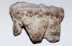 Cave Bear Tooth