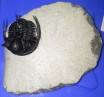 Cyphaspis Trilobite