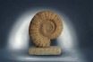 Large ammonite Procheloniceras