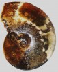 Ammolite ammonite