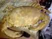 Harpactocarcinus crab
