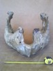 Complete Woolly Mammoth lower jaw