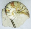 Cenoceras Ammonite