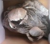 Harpactocarcinus Crabs