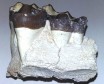 Hyracodon teeth