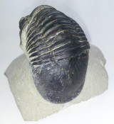 Paralejurus trilobite