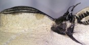 Walliserops Trilobite