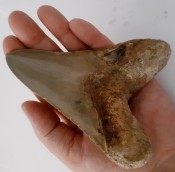 Megalodon Tooth 04