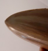Megalodon Tooth 04