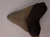 Megalodon Tooth 05