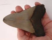 Megalodon Tooth 05