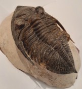 Zlichovaspis Trilobite